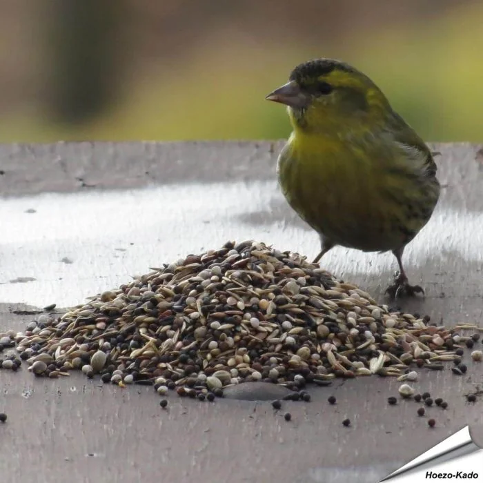 Aniculis Wildvogel-Futtermischung speziell für Samenfresser ✔️ Vielseitige Saatenmischung - Naturnah und artgerecht ✔️ Reich an Energie und Nährstoffen ➤ Bestelle online bei Hoezo-Kado