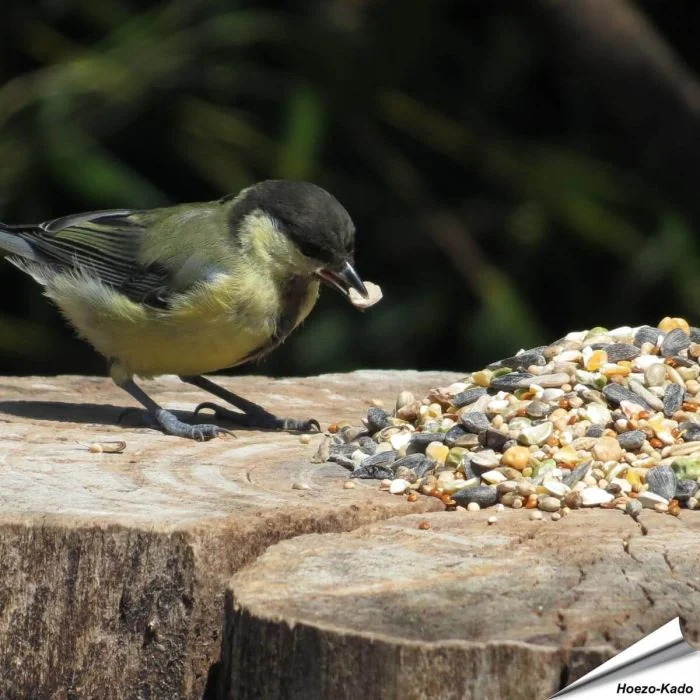 Weizenfreies Wildvogelfutter (10 kg) in Premium Qualität ✔️ Ausgewogene Futtermischung für Wildvögel ✔️ Ganzjährig - Für Gartenvögel ➤ Online kaufen bei Hoezo-Kado
