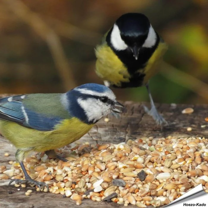 Premium Wildvogel Samenmischung - Futter für Meisenarten