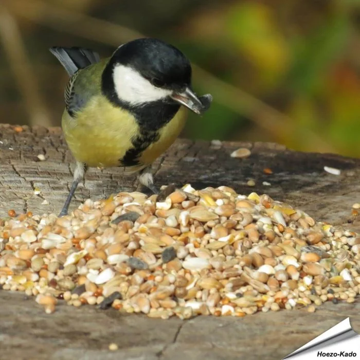 Aniculis Premium Wildvogel-Samenmischung