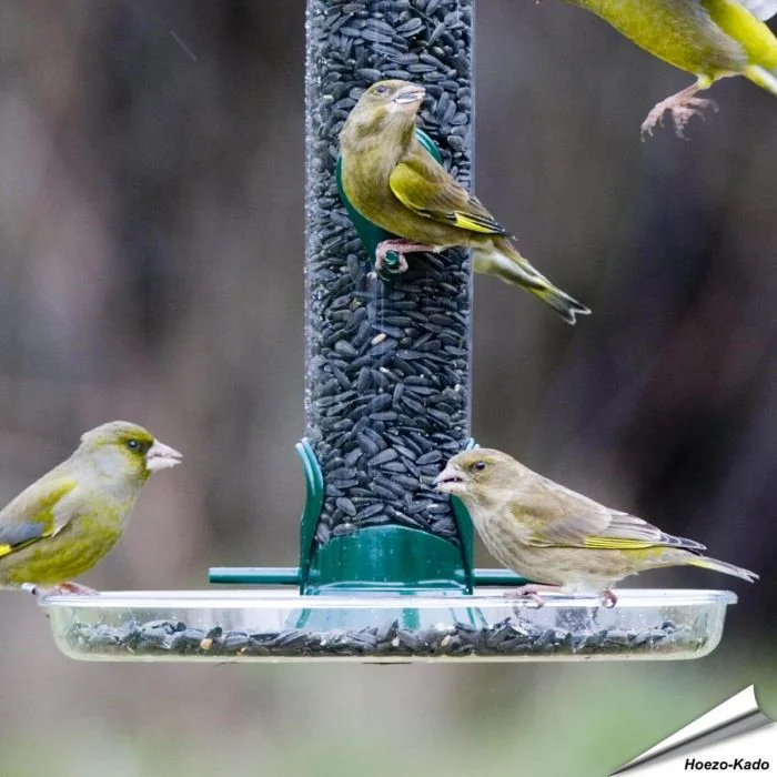 Ring-Pull Auffangschale (215mm)