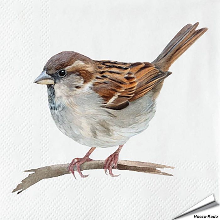 Servietten - Hausspatz - Motiv | 20 Stück | Hoezo-Kado