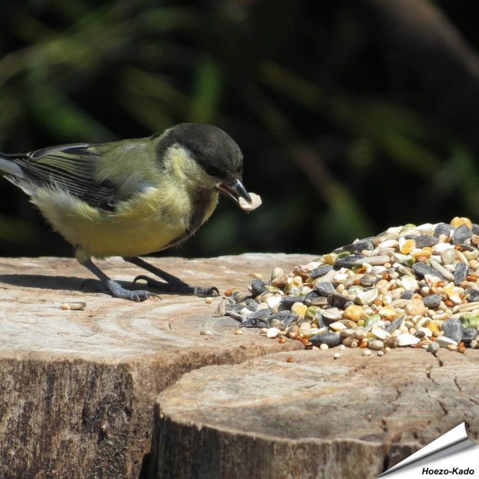 Weizenfreies Wildvogelfutter (10 kg) in Premium Qualität ✔️ Ausgewogene Futtermischung für Wildvögel ✔️ Ganzjährig - Für Gartenvögel ➤ Online kaufen bei Hoezo-Kado