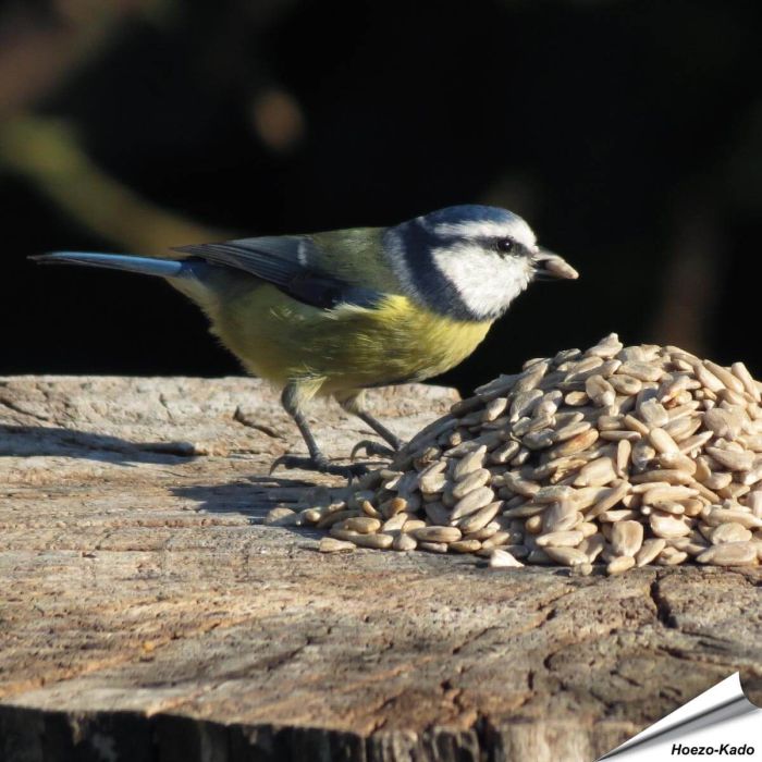 Sonnenblumenkerne geschält für Wildvögel - Hoezo-Kado