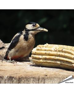 Jumbo Energierolle - Insekten (500g)