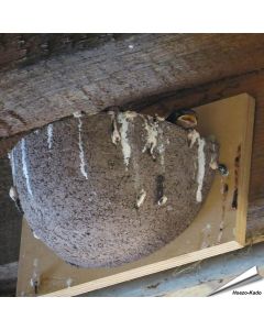 Kunstnistkasten Rauchschwalbe