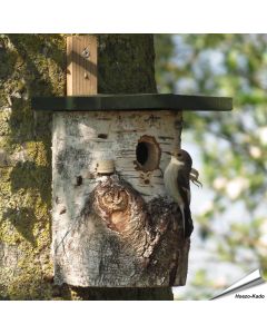 Birken-Nisthöhle für Gartenvögel (32mm)