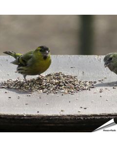 Premium Artenfutter - Finken, Stieglitze & Zeisige