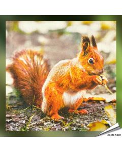 Servetten - Roodborst - Eekhoorn (20 stuks)