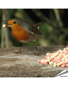 Leckerbissen-Mix - Insekten & Beeren