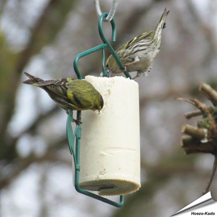 Energiekuchen für Vögel mit Insekten (500ml)