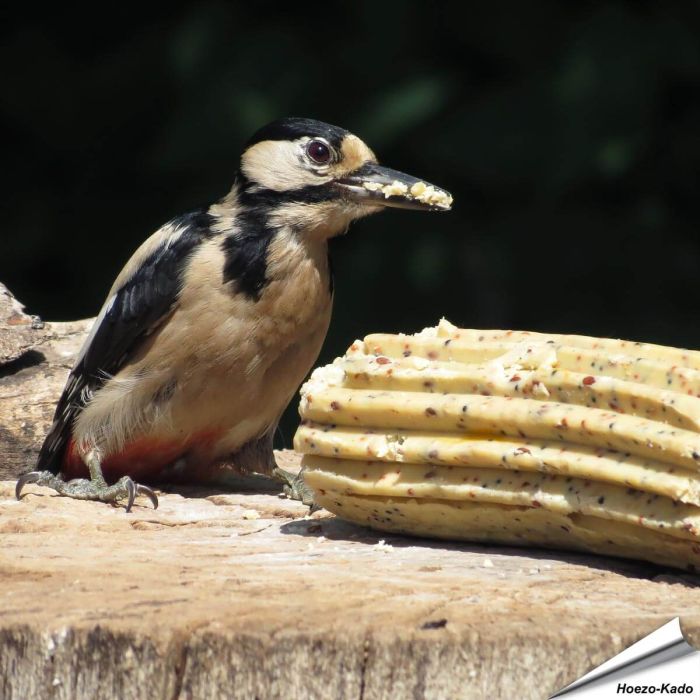 Jumbo Energierolle - Insekten (500g)