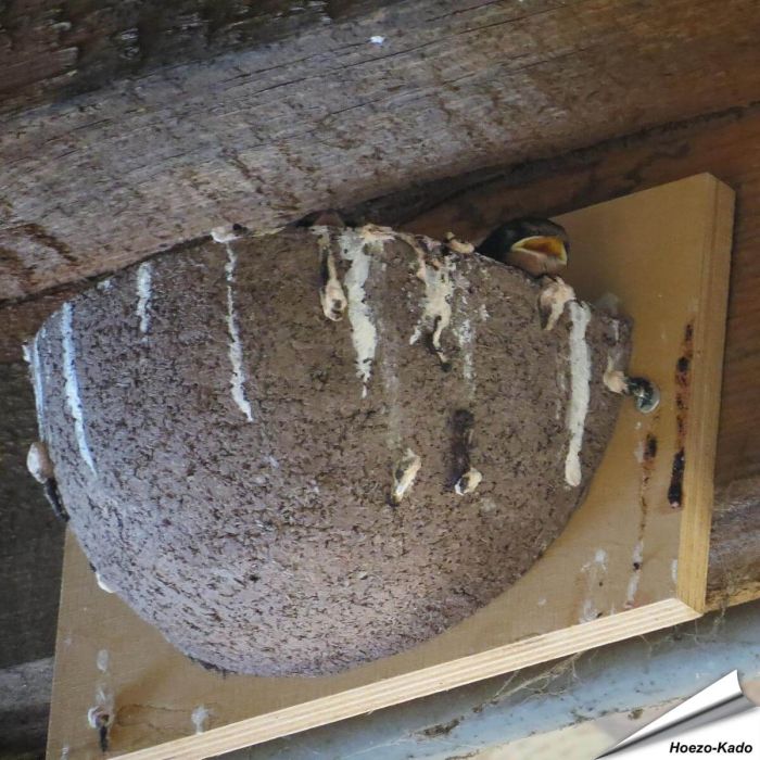 Kunstnistkasten Rauchschwalbe