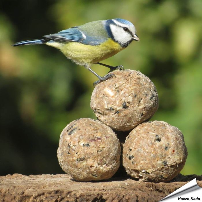Premium Insektenfett-Meisenknödel (8 x 90g)