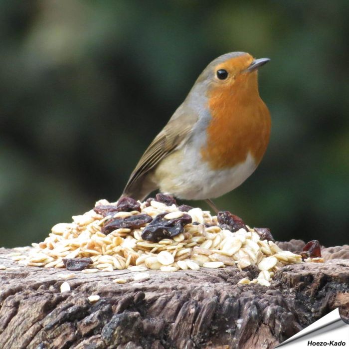 Premium - Fettfutter für Gartenvögel | Aniculis Vogelfutter | Hoezo-Kado
