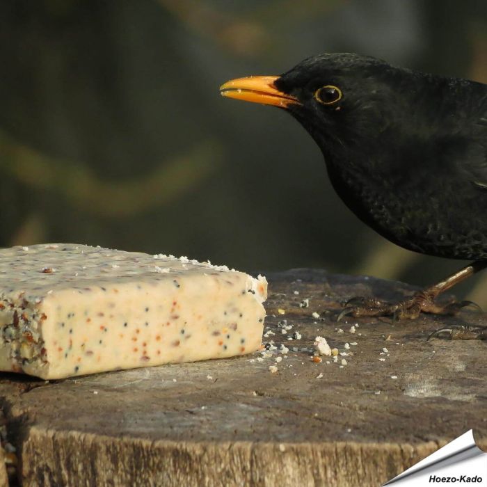 Aniculis - Energieblock mit Mehlwürmer