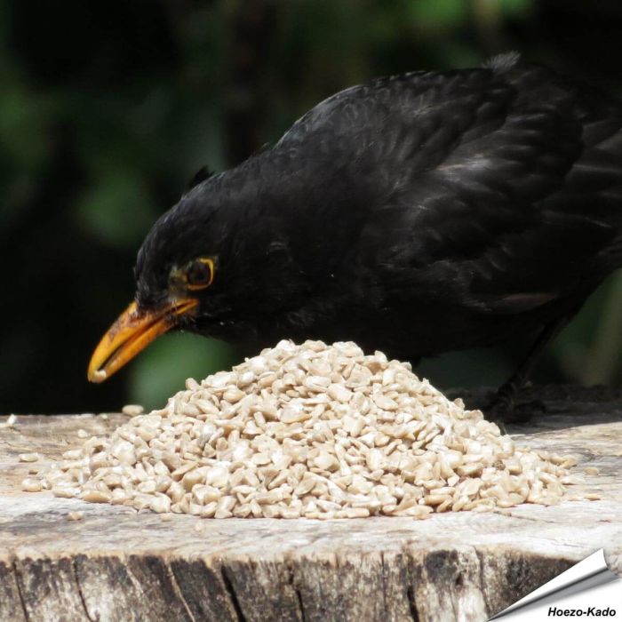 Geschälte und gehackte Sonnenblumenkerne ✔️ Ganzjährige, natürliche Futterquelle für Wildvögel ✔️ Unkrautfrei ➤ Bestelle online bei Hoezo-Kado