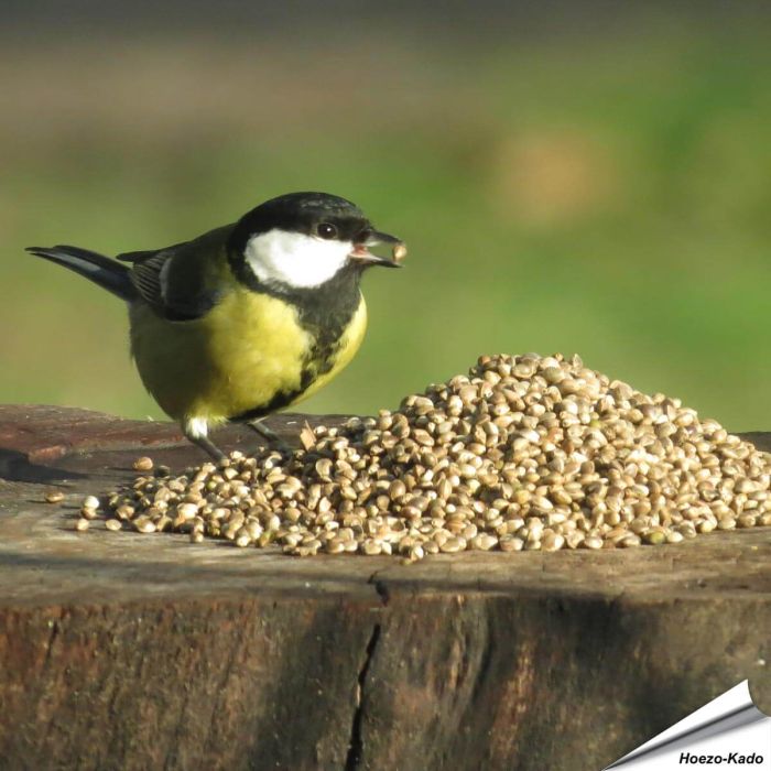 Hanfsamen für Wildvögel online kaufen? www.hoezo-kado.de
