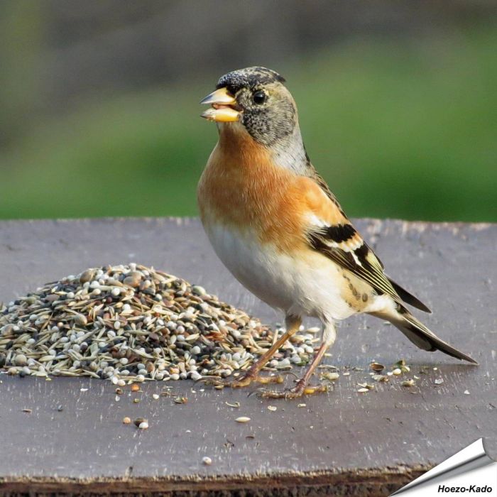 Premium Artenfutter - Gimpel und andere Finkenarten