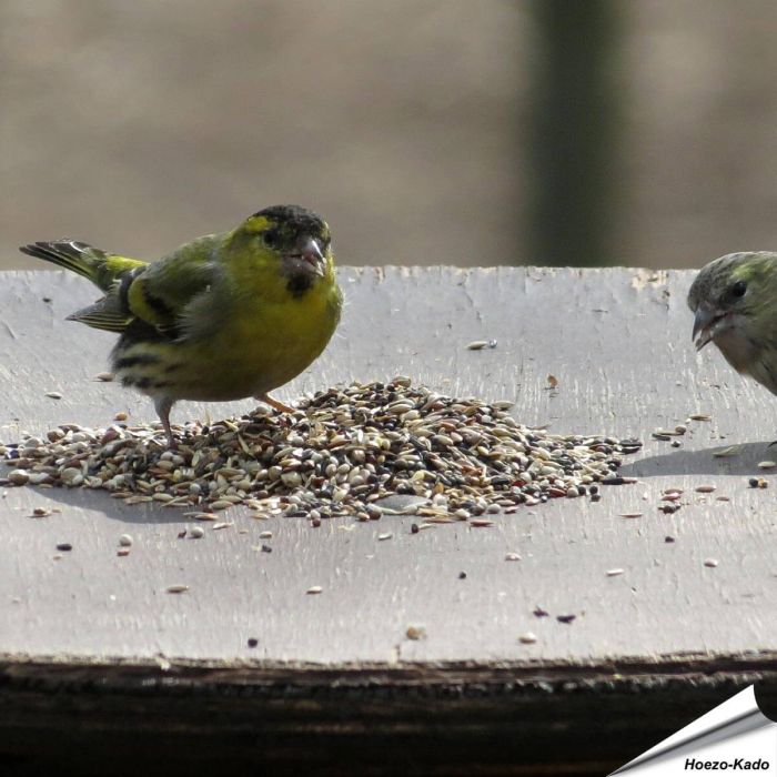 Premium Artenfutter - Finken, Stieglitze & Zeisige