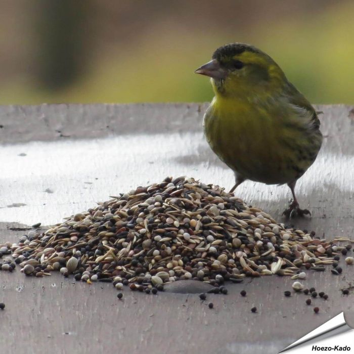 Aniculis Wildvogel-Futtermischung speziell für Samenfresser ✔️ Vielseitige Saatenmischung - Naturnah und artgerecht ✔️ Reich an Energie und Nährstoffen ➤ Bestelle online bei Hoezo-Kado