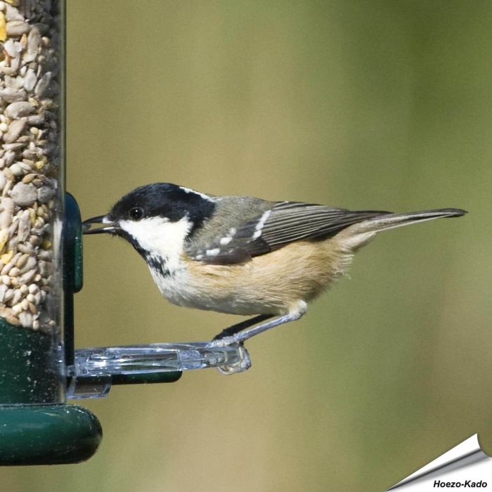 Ring-Pull Sitzringe für Futtersäulen