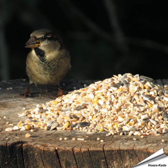 Premium Futtersäulen-Mix mit Anissamen