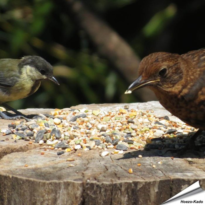 Wildvogelfutter - Weizenfrei in Premium Qualität ✔️ Ausgewogene Futtermischung für Wildvögel ✔️ Ganzjährig - Für Gartenvögel ➤ Online bestellen bei Hoezo-Kado