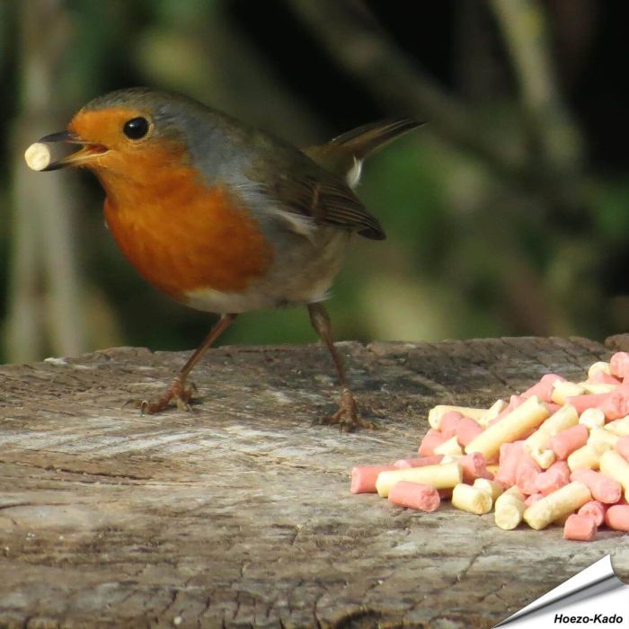 Leckerbissen-Mix - Insekten & Beeren