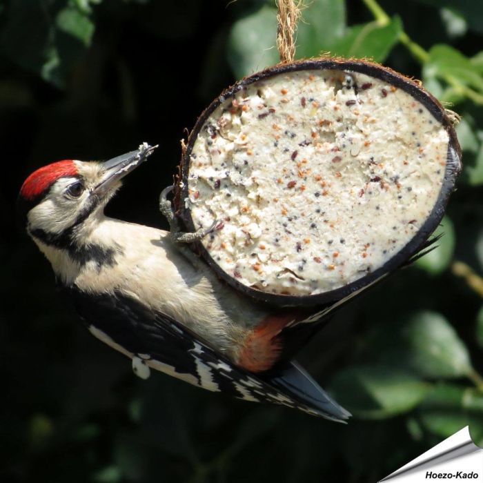 Gefüllte Kokosnuss mit Mehlwürmer - halb ✔️ Hochwertige Energiequelle für wildlebende Vögel ✔️ Leicht zu hängen ➤ Jetzt online kaufen bei Hoezo-Kado