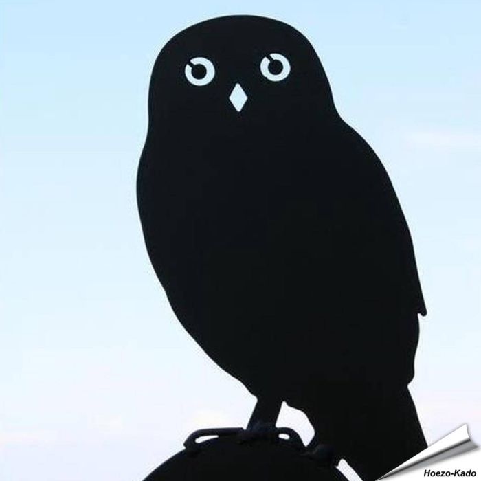 Schattenriss - Steinkauz