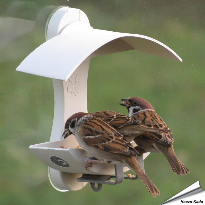 Fenster-Futterhaus für Wildvögel - Auch bei Spatzen beliebt - www.hoezo-kado.de