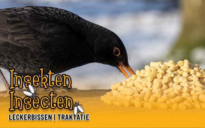 Leckerbissen mit Insekten von Aniculis - Jetzt bestellen