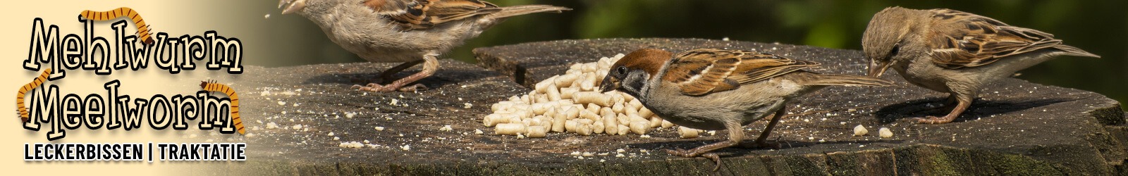 Leckerbissen mit Mehlw&uuml;rmer von Aniculis - Ideales Wildvogelfutter