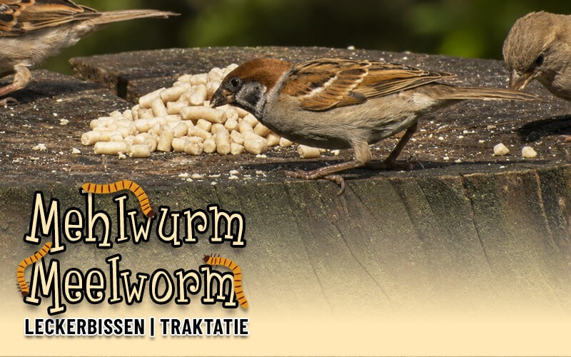 Leckerbissen mit Mehlw&uuml;rmer von Aniculis - Ideales Wildvogelfutter