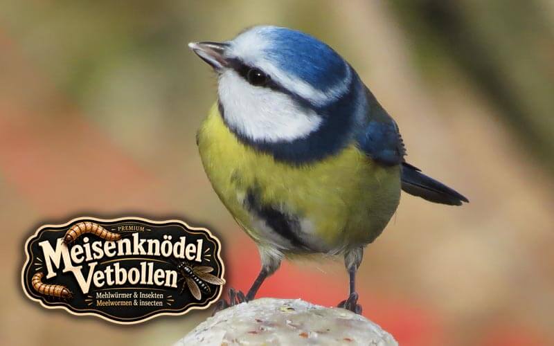 Premium Meisenknödel mit Insekten und Mehlwürmer ohne Netz Premium Meisenknödel mit Insekten und Mehlwürmer ohne Netz