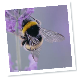 Die Bombus-Arten sind Mitglieder der Familie der Echten Bienen