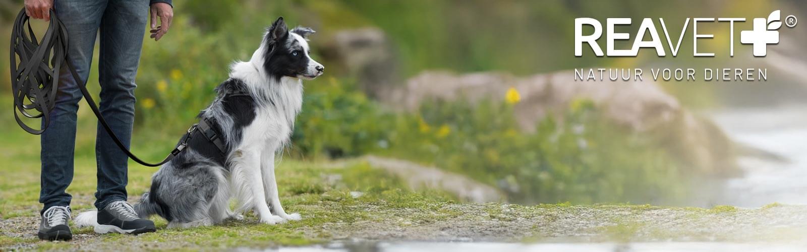 Lange Leine – Volle Kontrolle und maximale Freiheit Lange Leine – Volle Kontrolle und maximale Freiheit