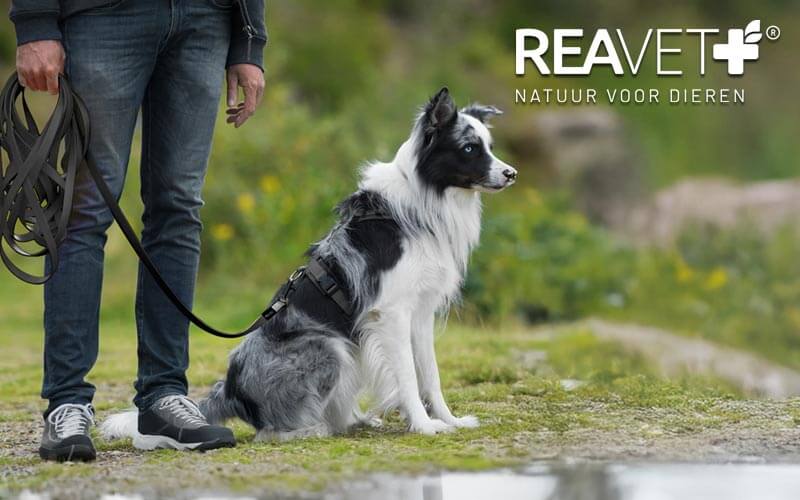 Lange Leine – Volle Kontrolle und maximale Freiheit Lange Leine – Volle Kontrolle und maximale Freiheit