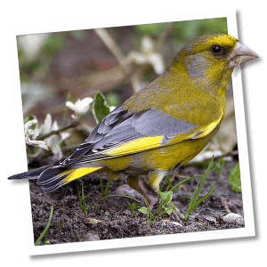 Grünfink (Grünling) (Carduelis chloris) Grünfink (Grünling) (Carduelis chloris)