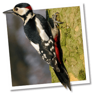 Buntspecht (Dendrocopos major) Buntspecht (Dendrocopos major)