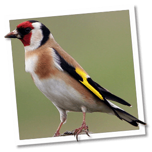 Stieglitz (Distelfink) (Carduelis carduelis) Stieglitz (Distelfink) (Carduelis carduelis)