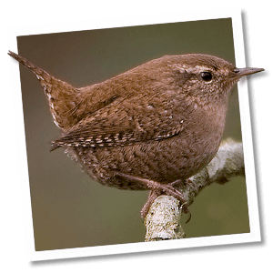 Zaunkönig (Troglodytes troglodytes) Zaunkönig (Troglodytes troglodytes)