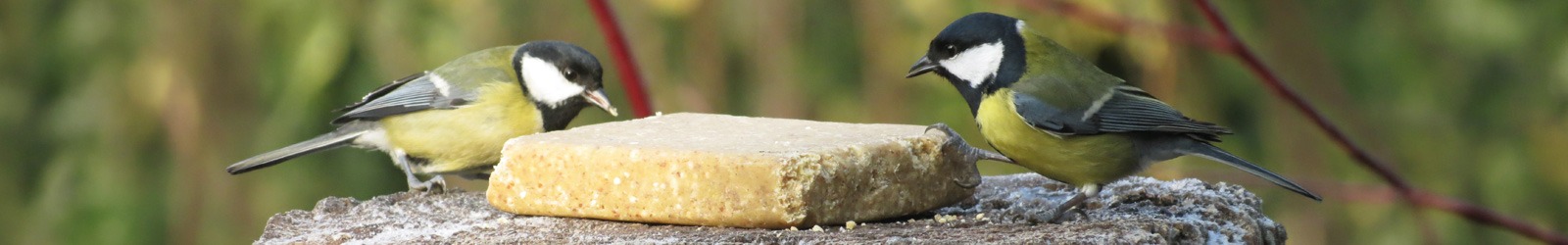 Aniculis Wildvogelfutter - Vegetarischer Fettblock für Vögel mit Erdnüssen Aniculis Wildvogelfutter - Vegetarischer Fettblock für Vögel mit Erdnüssen