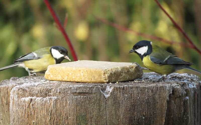Aniculis Wildvogelfutter - Vegetarischer Fettblock für Vögel mit Erdnüssen Aniculis Wildvogelfutter - Vegetarischer Fettblock für Vögel mit Erdnüssen