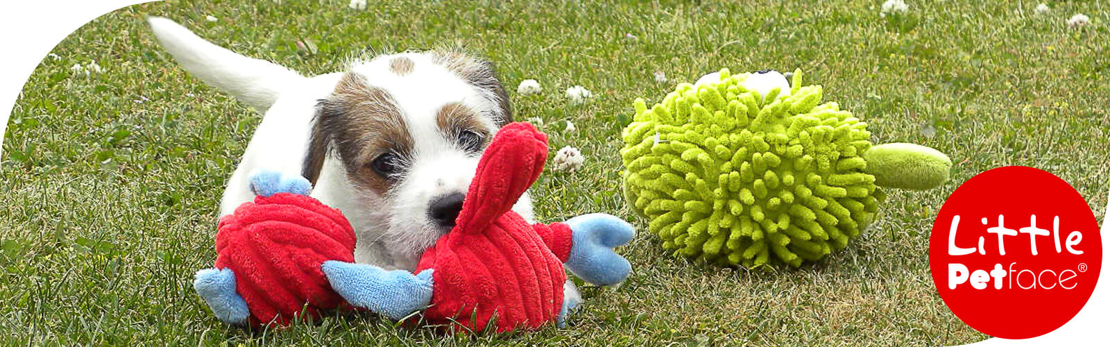 Little Petface - Spielfreude für junge Hunde und Welpen