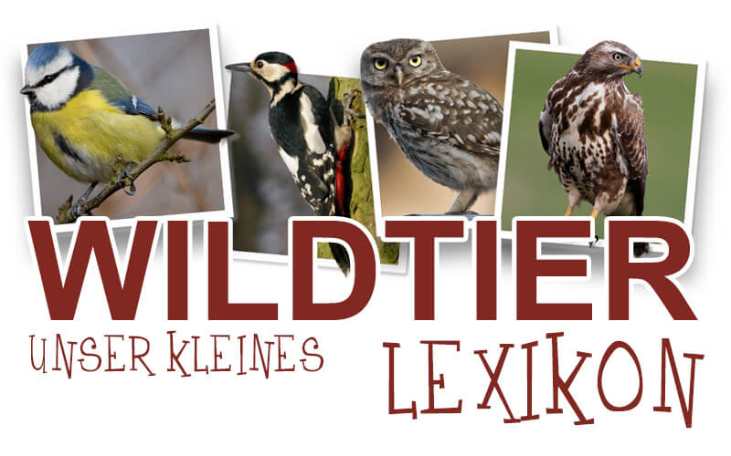 Unser kleines Wildtier-Lexikon - Alles für Vögel und andere Wildtiere