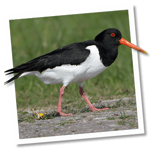 Austernfischer (Haematopus ostralegus) - Foto: © www.birdphoto.nl Austernfischer (Haematopus ostralegus) - Foto: © www.birdphoto.nl