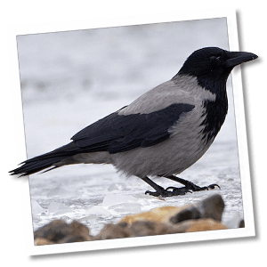 Nebel­krähe (Corvus cornix)