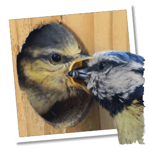 Blaumeise füttert einen Jungvogel im Nest